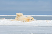 BEA 06 SK0228 01
Polar Bear Rolling On Back On Snow