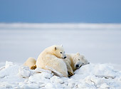 BEA 06 SK0229 01
Polar Bear Mother And Cub Laying On Snow