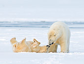 BEA 06 SK0232 01
Polar Bears Playing On Snow