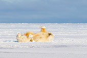 BEA 06 SK0233 01
Polar Bears Playing On Snow