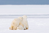 BEA 06 SK0235 01
Polar Bears Wrestling On Snow