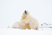 BEA 06 SK0236 01
Polar Bears Wrestling On Snow
