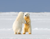 BEA 06 SK0237 01
Polar Bear Cubs Wrestling On Snow