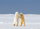 BEA 06 SK0238 01
Polar Bear Cubs Wrestling On Snow