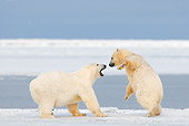 BEA 06 SK0239 01
Polar Bears Fighting On Snow