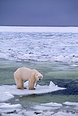 BEA 06 TL0002 01
Polar Bear On Ice Pack Canada