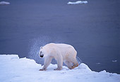 BEA 06 TL0006 01
Polar Bear Drying Off After Swim