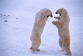 BEA 06 TL0010 01
Two Polar Bears On Hind Legs Playing On Snow