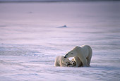 BEA 06 TL0011 01
Polar Bear Mother With Two Cubs On Snow