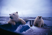 BEA 06 TL0012 01
Polar Bears Exploring Bed Of Pickup Truck