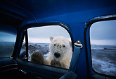 BEA 06 TL0013 01
Polar Bear Looking In Truck