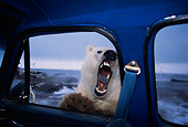 BEA 06 TL0014 01
Polar Bear Looking In Truck