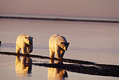 BEA 06 TL0016 01
Two Polar Bear Walking Along Sea At Sunset