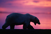 BEA 06 TL0018 01
Portrait Of Polar Bear Walking Along Sea At Sunset