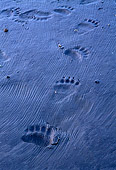 BEA 06 TL0020 01
Polar Bear Paw Prints In Sand