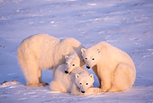 BEA 06 TL0021 01
Polar Bear Mother Huddling With Two Yearling Cubs On Snow