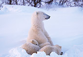 BEA 06 TL0023 01
Polar Bear Mother Huddling With Two Cubs In Snow