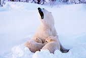 BEA 06 TL0024 01
Polar Bear Mother Huddling With Two Cubs In Snow