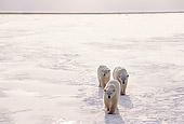BEA 06 TL0027 01
Polar Bear Mother With Two Cubs Approaching Camera On Vast Ice And Snow Plain