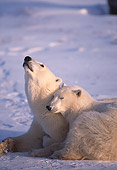 BEA 06 TL0028 01
Polar Bear Mother Huddling With Yearling Cub On Snow