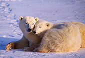 BEA 06 TL0029 01
Polar Bear Mother Huddling With Yearling Cub On Snow