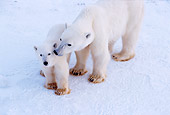BEA 06 TL0030 01
Polar Bear Mother Sniffing Cub On Snow