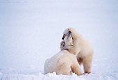 BEA 06 TL0032 01
Two Polar Bears Wrestling On Snow