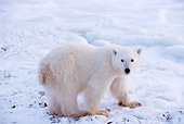 BEA 06 TL0033 01
Polar Bear Cub Standing On Snow