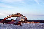 BEA 06 TL0035 01
Polar Bear Exploring Bowhead Whale Remains In Alaska