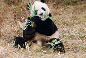 BEA 07 BA0001 01
Giant Panda Eating Bamboo Leaves