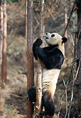 BEA 07 BA0002 01
Giant Panda Climbing Tree In Forest