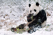 BEA 07 BA0003 01
Giant Panda Sitting In Snow Eating Bamboo Leaves