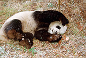 BEA 07 BA0004 01
Giant Panda Rolling On Forest Floor
