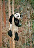 BEA 07 GL0001 01
Portrait Of Giant Panda Climbing Tree Trunk