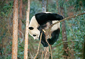 BEA 07 GL0002 01
Giant Panda Climbing In Tree