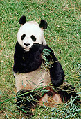 BEA 07 RK0018 04
Giant Panda Eating Sitting On Grass Eating Bamboo