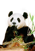 BEA 07 RK0025 21
Head Shot of Giant Panda Eating Bamboo