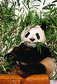 BEA 07 RK0029 42
Giant Panda Eating Bamboo Leaves