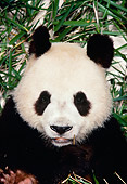 BEA 07 RK0032 15
Head Shot Of Giant Panda