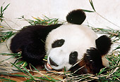 BEA 07 RK0033 01
Head Shot Of Giant Panda Laying On Leaves