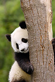 BEA 07 WF0001 01
Portrait Of Giant Panda Bear Cub Clinging To Tree Trunk