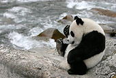 BEA 07 KH0001 01
Giant Panda Cub Sitting On Boulder By River