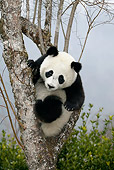 BEA 07 KH0002 01
Giant Panda Cub Sitting In Tree
