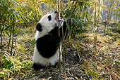 BEA 07 KH0003 01
Giant Panda Cub Sitting Eating Bamboo Shoot