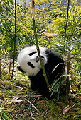 BEA 07 KH0004 01
Giant Panda Cub Sitting Eating Bamboo Shoot