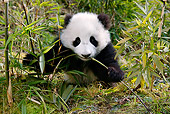 BEA 07 KH0005 01
Giant Panda Cub Sitting Eating Bamboo Shoot