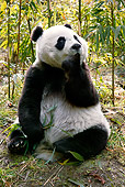 BEA 07 KH0006 01
Giant Panda Cub Sitting In Bamboo Forest Looking Up