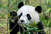 BEA 07 KH0007 01
Close-Up Of Giant Panda Cub Sitting In Bamboo Forest Grabbing Leaves