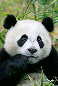BEA 07 KH0008 01
Close-Up Of Giant Panda Cub Sitting In Bamboo Forest