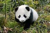 BEA 07 KH0009 01
Giant Panda Cub Walking In Bamboo Forest